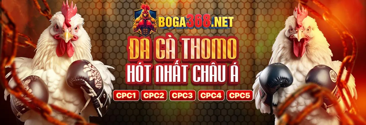 Đấu trường đá gà sôi động tại man79 nổ hũ